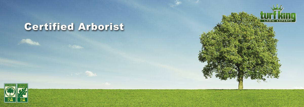 Healthy tree in a green field